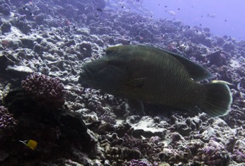 Rangiroa Humphead Wrasse